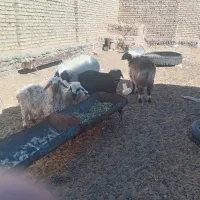 بره نر|حیوانات مزرعه|درمیان, |دیوار