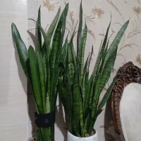 گل سانسوریا