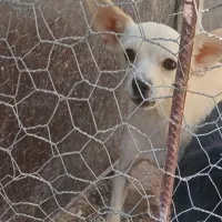 سگ  پاکوتاه روباهی