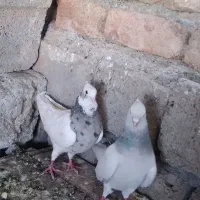 کبوتر