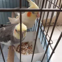پرنده عروس هلندی نرو ماده باقفس