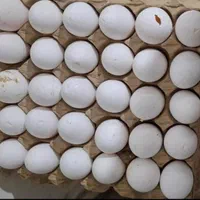 تخم مرغ نوک زده