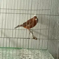 قناری نر|پرنده|نسیمشهر, |دیوار