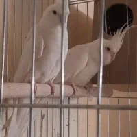 پرنده عروس هلندی|پرنده|پاکدشت, پاکدشت (مامازند)|دیوار