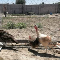 بوقلمون ماده بالغ