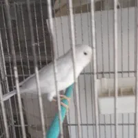 قناری نروماده وایت|پرنده|شاهینشهر, نبوت|دیوار