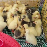 جوجه اوردک قیمت مناسب