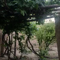 باغچه-چهاردیواری