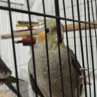 پرنده عروس هلندی|پرنده|چالوس, |دیوار