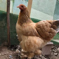 مرغ برهما