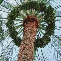 ماهر نخل وهرس کاری نخل خرما