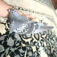 پلاکی|پرنده|خرمشهر, |دیوار