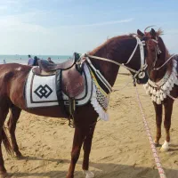 اسب عرب|اسب و تجهیزات اسب‌سواری|اهواز, شریعتی جنوبی|دیوار