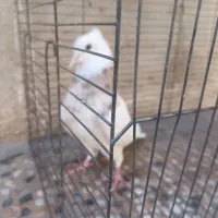 کبوتر