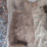 هیزه پنج و هفت کیلویی|ظروف نگهدارنده، پلاستیکی، یک‌بارمصرف|اندیمشک, |دیوار