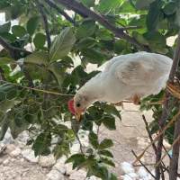 فروش جوجه مرغ ۴ ماهه