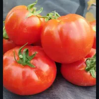 گوجه  ربی
