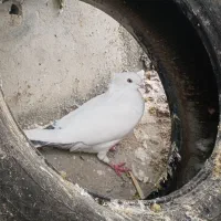 پرنده|پرنده|رامهرمز, |دیوار