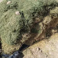 بیده یونجه خشک
