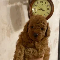 سگ پودل دارک رد و هلویی ماده