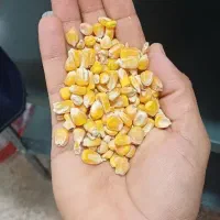 فروش نهاده دامی جو  ذرت و سویا