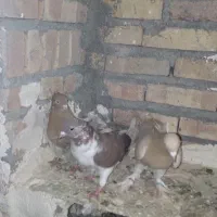 کبوتر پرشی تظمینی|پرنده|سراب, |دیوار