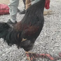 خروس خانگی سیاه چهل تاج جوان|حیوانات مزرعه|تربت جام, شهید غلام زاده|دیوار