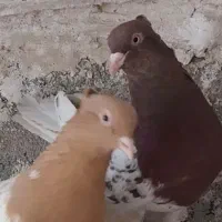 کله رنگه|پرنده|مشهد, مهدی آباد|دیوار