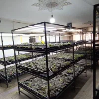 قفسه گل و گیاه / قارچ