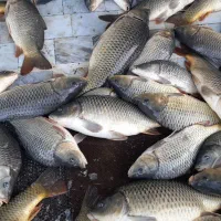 کپور درجه ۱