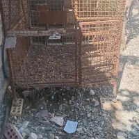 قفس بزرگ نگهداری کبوتر ، مرغ خروس سگ و حیوان