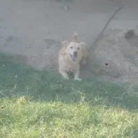 سگ پاکوتاه
