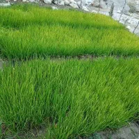 فروش تیم پیاز (پیازچه )محلی