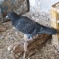 کبوتر پلاکی پدر مادر دار|پرنده|تاکستان, |دیوار