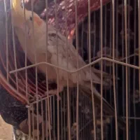 عروس هلندی|پرنده|هریس, |دیوار