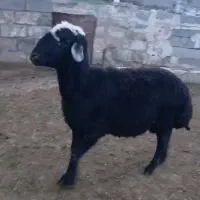 قول قره چال نژاد اصل