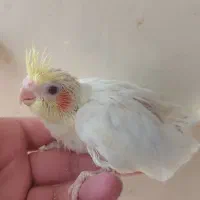 جوجه یک ماهه آماده سرلاک و دستی