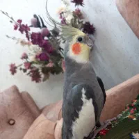 عروس هلندی گمشده
