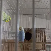 فروش تعدادی پرنده سالنی|پرنده|ساری, |دیوار