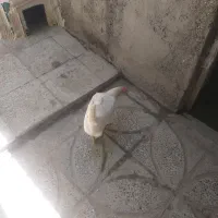 مرغ