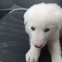 توله سگ|سگ|بیرجند, |دیوار