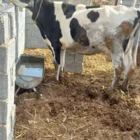 گاو شیری|حیوانات مزرعه|گلبهار, بیزکی|دیوار