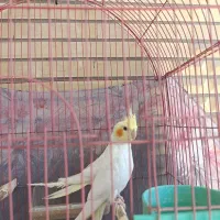 فروش دو عدد جوجه عروس هلندی
