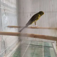 قناری درشت سوپری رسمی بلند