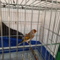 سهرقناری نر خوش رنگ کشیده لر بخون|پرنده|پاکدشت, حصار امیر|دیوار