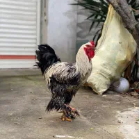 خروس برهما امریکایی