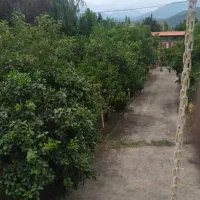 گل یاس هلندی