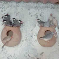 با سلام فنچ نرگسی ..بلبلی جفتی یک ملیون مولد