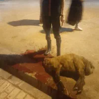 قصاب برای ذبح گوسفند. گاو . گوساله شبانه روزی|خدمات پذیرایی، مراسم|مشهد, عبادی|دیوار