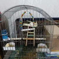 عروس هلندی جفت|پرنده|ابهر, |دیوار